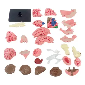 Човешки мозъчен модел Анатомичен модел Преподаване на медицински модел с дисплей База Цветно кодирана артерия Мозък DIY Преподаване на анатомия Модел за